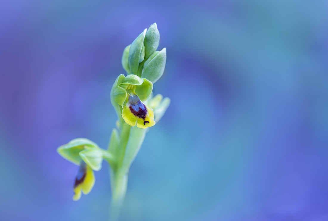 Arthur Montes - ophryslutea