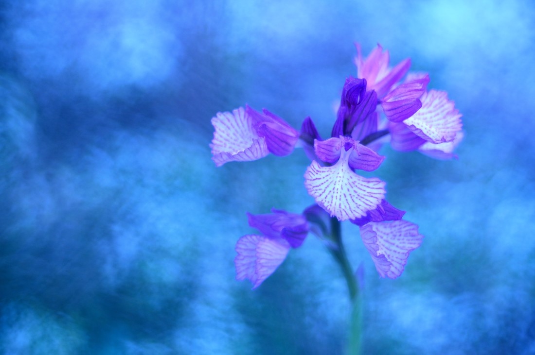 David Moya Nuñez - Concurso_Julio_Orquideas_I