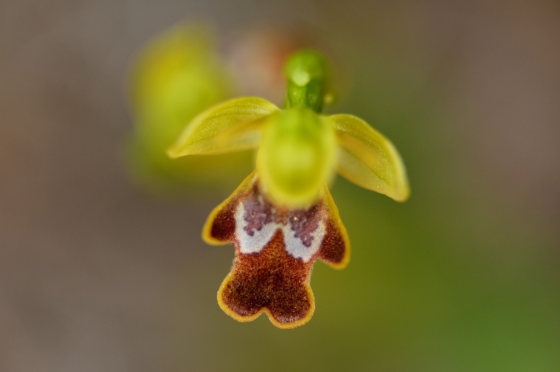 David Moya Nuñez - Concurso_Julio_orquideas_II