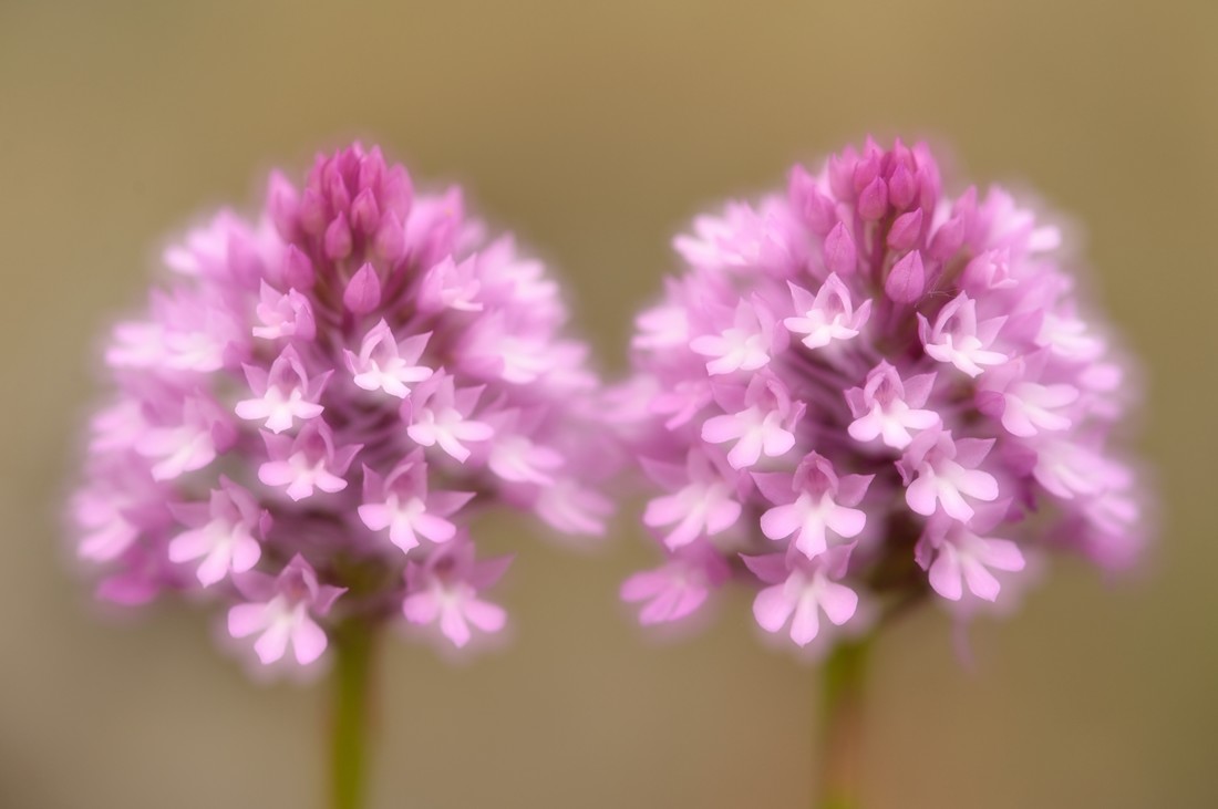 David Moya Nuñez - Concurso_Julio_orquideas-III