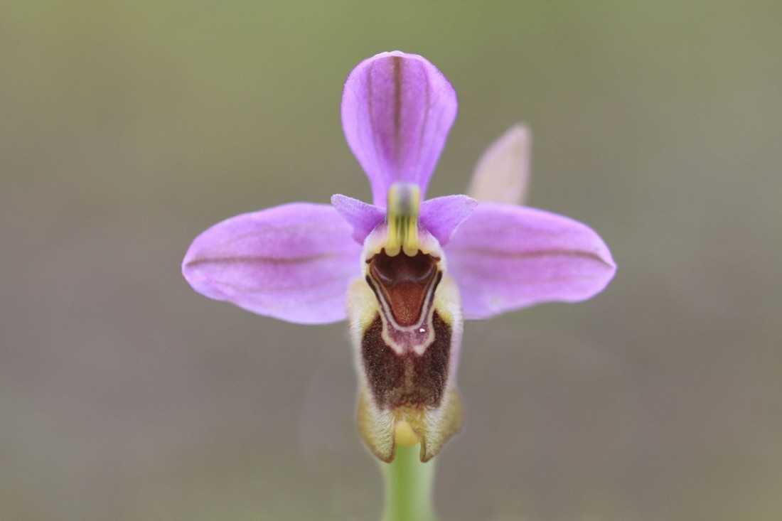 Gines Perez Soriano - Concurso julio ophrys tenthredinifera