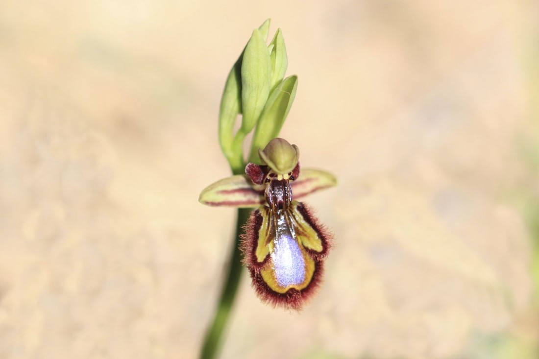 Gines Perez Soriano - Concutrso julio ophys speculum