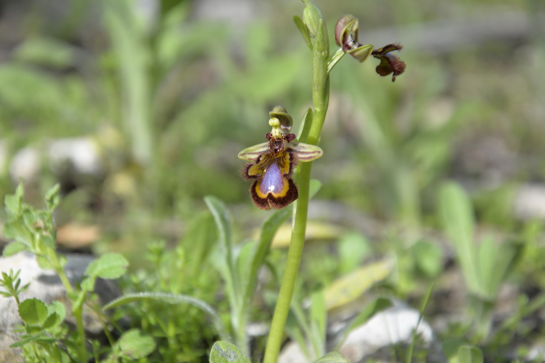 jose  diaz marin - #concursojulioorquidias (1)