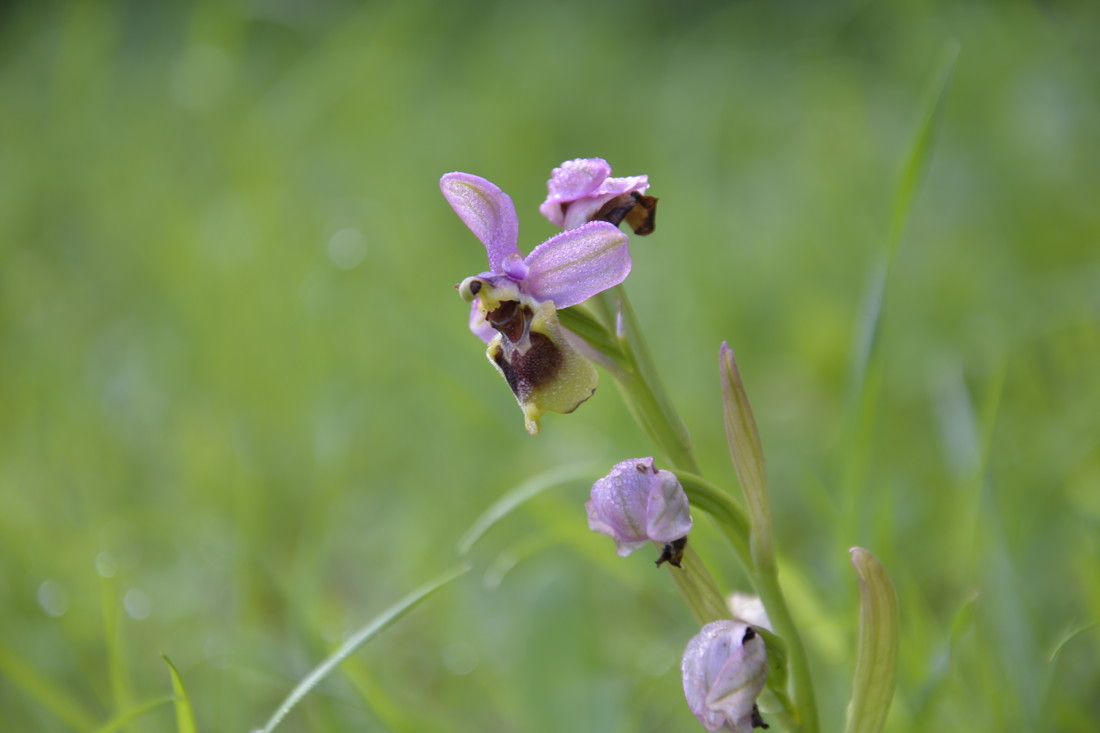 jose  diaz marin - #concursojulioorquidias (2)