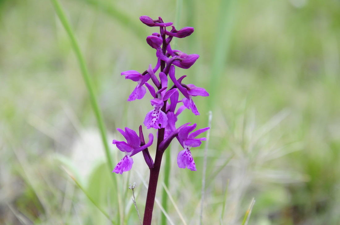 jose  diaz marin - #concursojulioorquidias