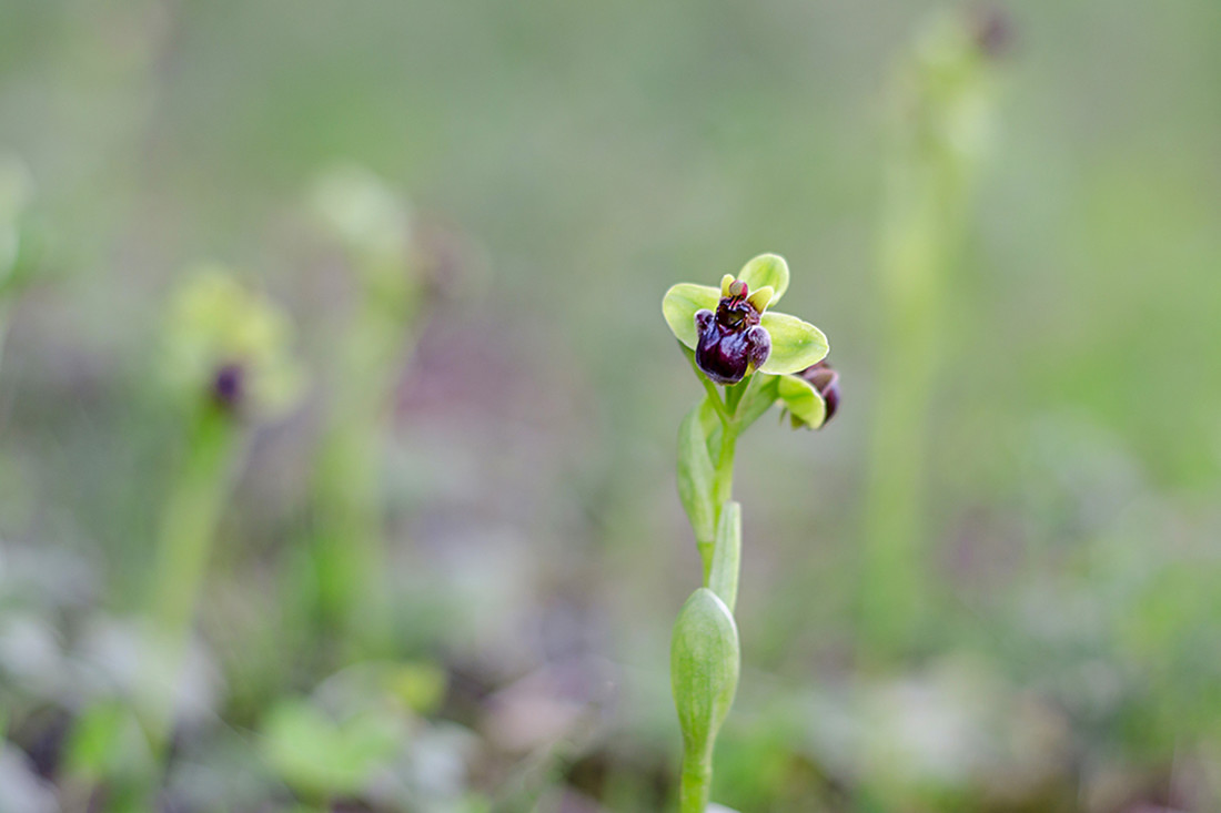 Jose lopez - ConcursoJulioOrquideas
