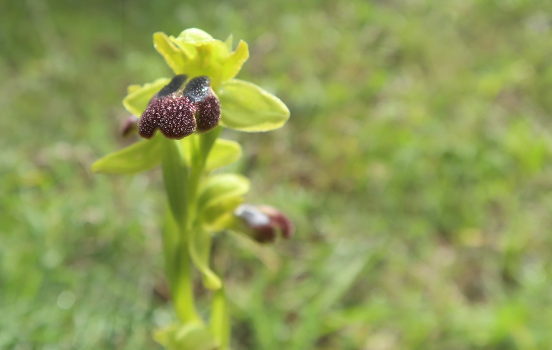 Jose  Lopez - ConcursoJulioOrquideas