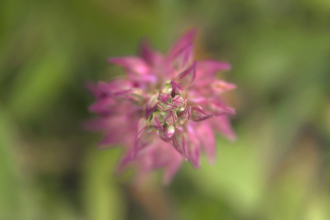 JOSE LUIS GARCIA - JOSE LUIS GARCIA - COMCURSO ORQUIDEAS 4