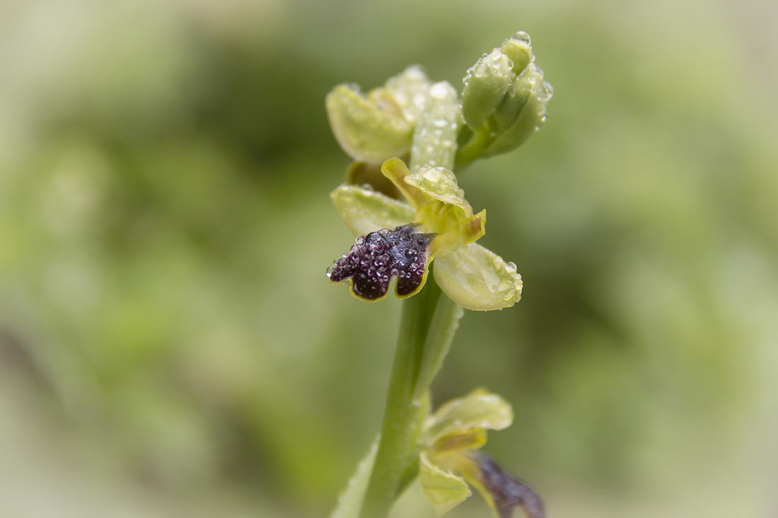 JOSE LUIS GARCIA - JOSE LUIS GARCIA - CONCURSO ORQUIDEAS 1