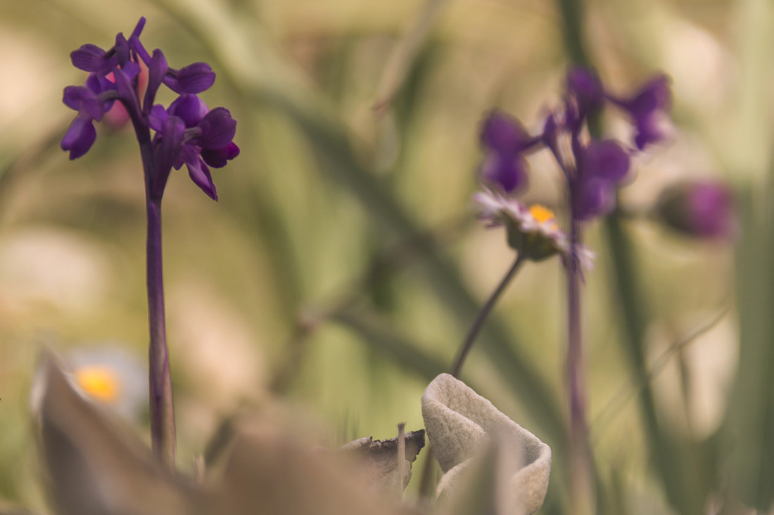 JOSE LUIS GARCIA - JOSE LUIS GARCIA - CONCURSO ORQUIDEAS 2