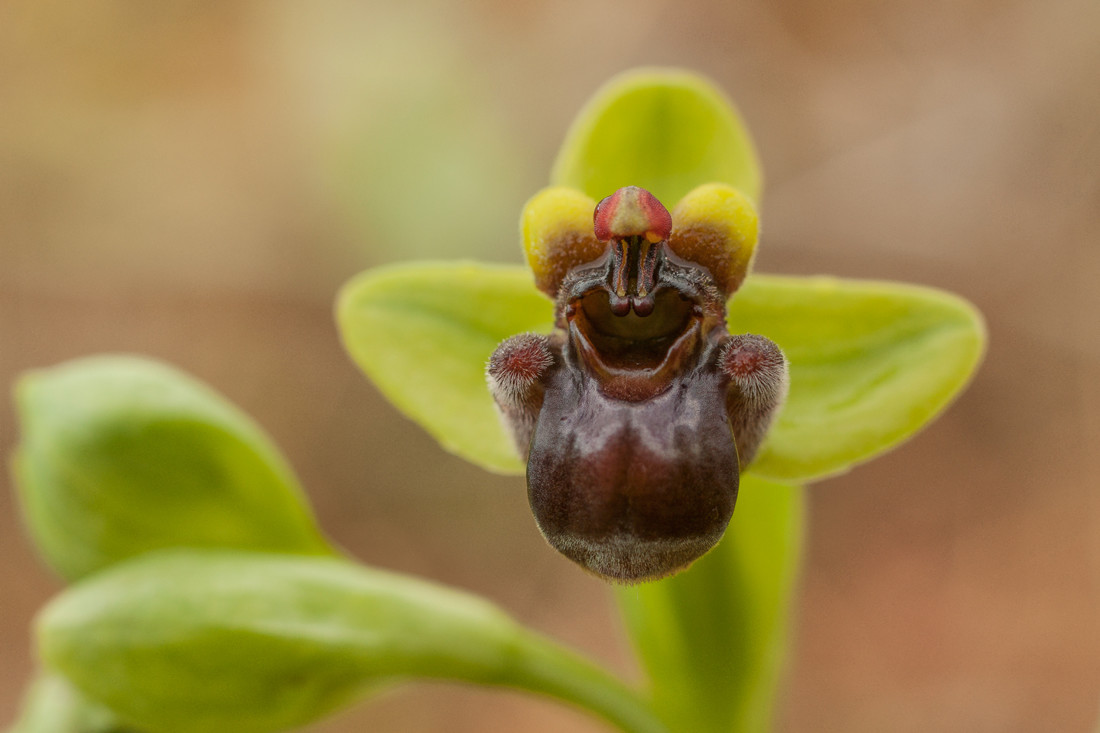 Kiko Moya - concurso-orquidea-1-kiko-moya