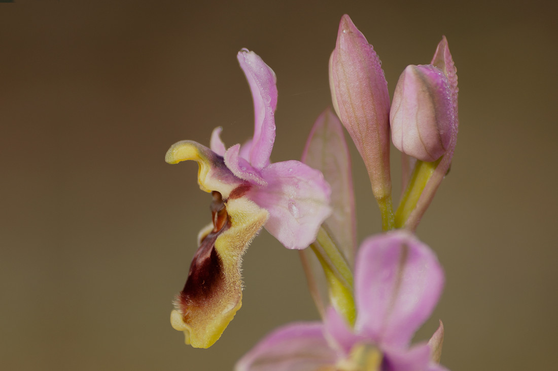 Kiko Moya - concurso-orquidea-3-kiko-moya