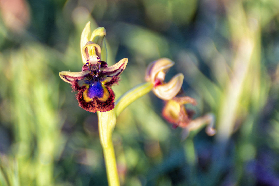 Pedro Mozos Callejas - Pedro Mozos-Orquideas