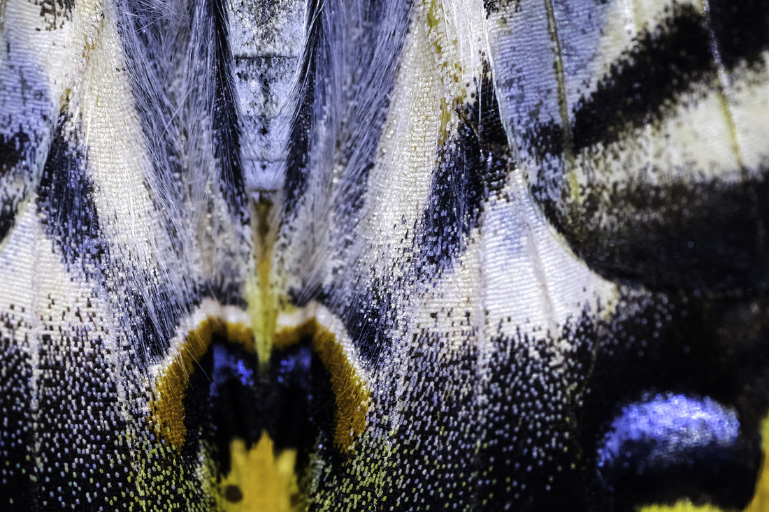 Antonio Gallardo - #ConcursoAgostoNaturalezaAbstracta2