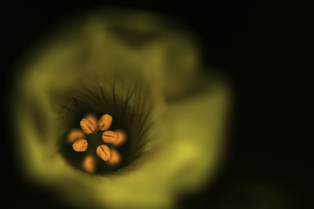 Antonio Gallardo - #ConcursoAgostoNaturalezaAbstracta3