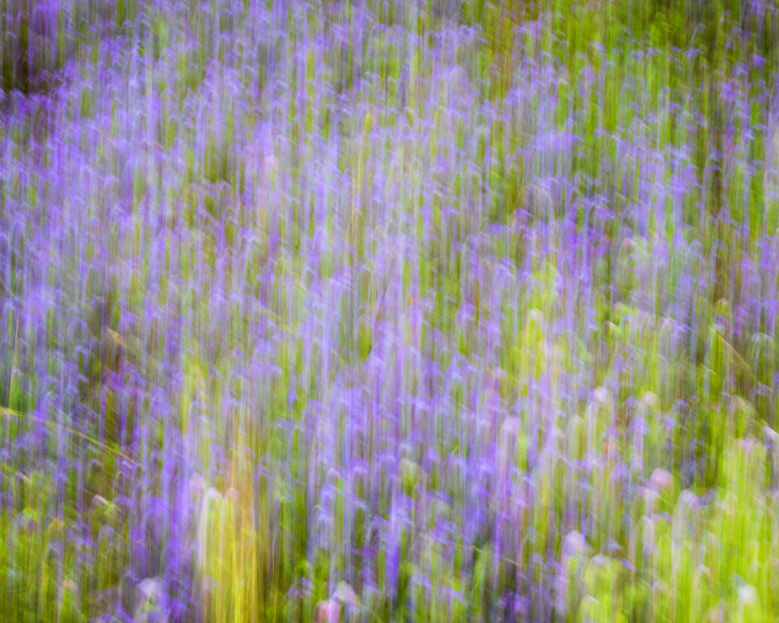 Santiago Manuel Camacho S&aacute;nchez - Naturaleza Abstracta_Santiago M Camacho_Pinares de Aznalcazar_Floracion