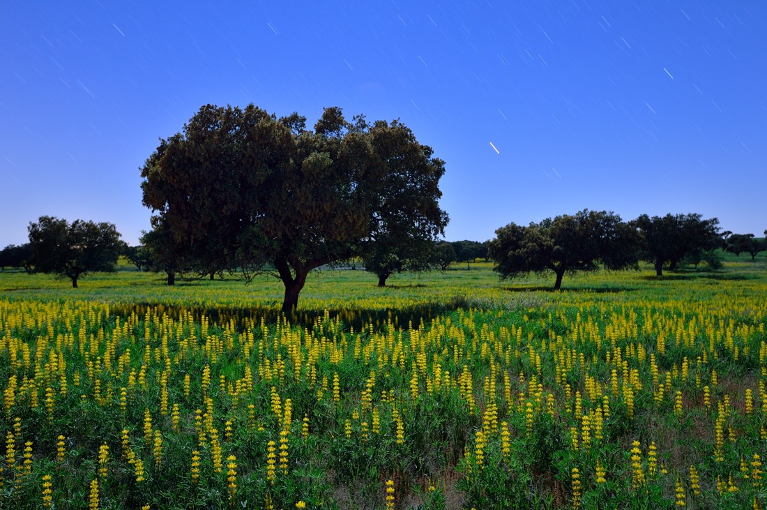 david moya nuñez - ConcursoMESOCTUBRE2