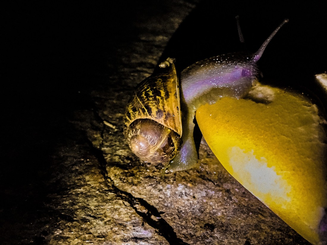 rocio maña perez - nocturna2-2-octubre-rocio maña