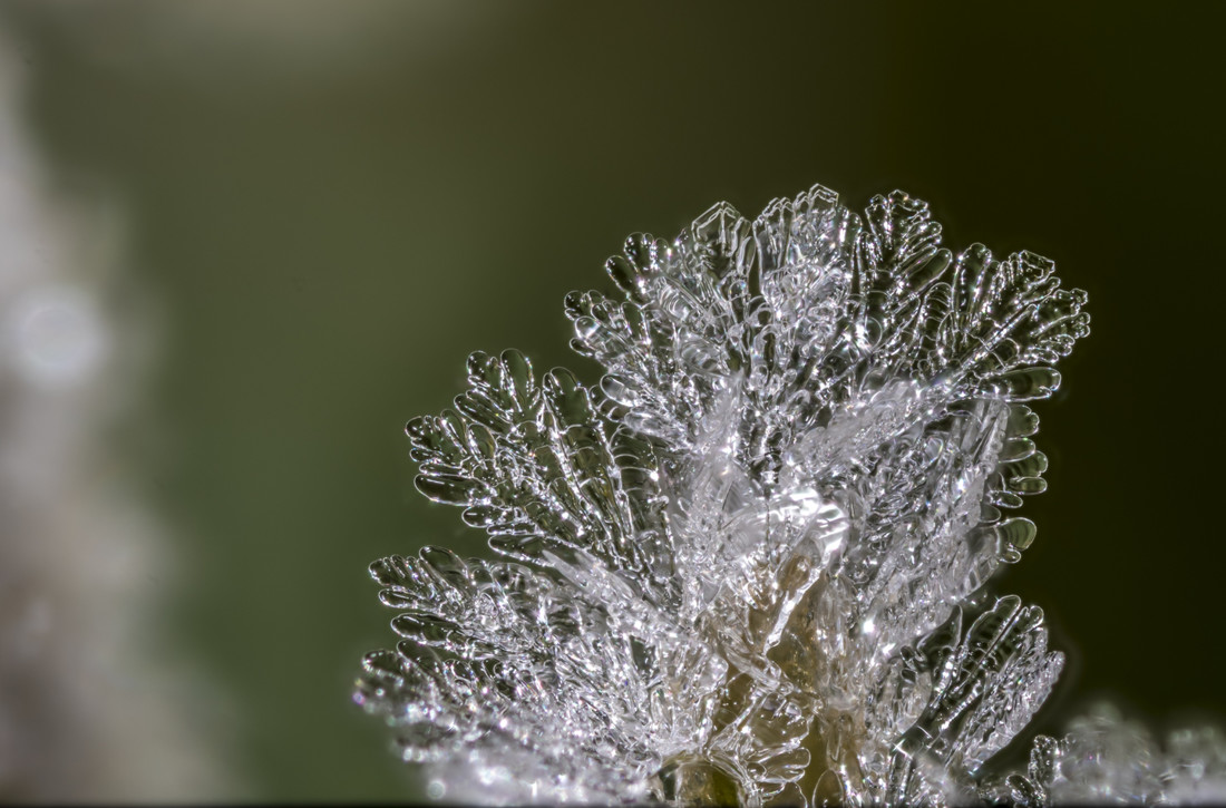 Antonio  Lopez - Antonio Lopez_concurso enero nieve en la naturaleza (4)
