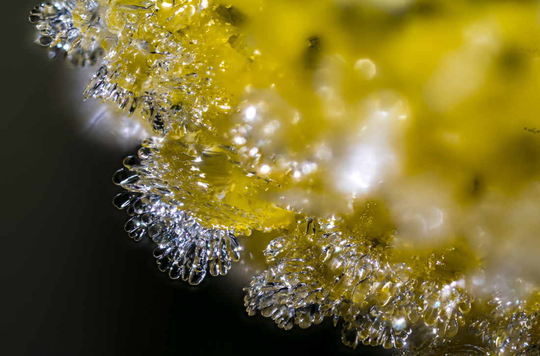 Antonio  Lopez - Antonio Lopez_concurso enero nieve en la naturaleza