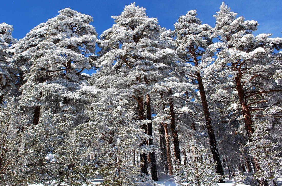 Mariano Maeztu - #Concurso_Enero_Nieve_Mariano_ Maeztu_1