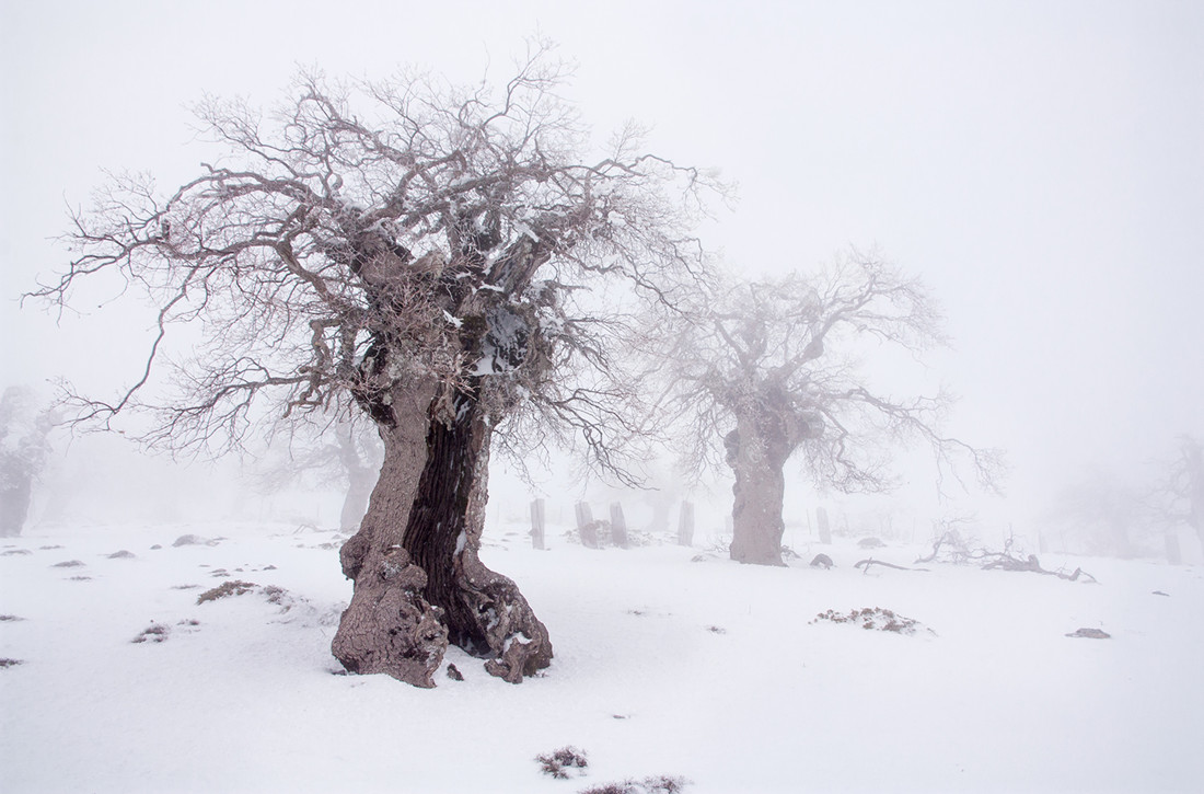 Mercedes Cuesta - MercedesCuesta_ConcursoEnero_1