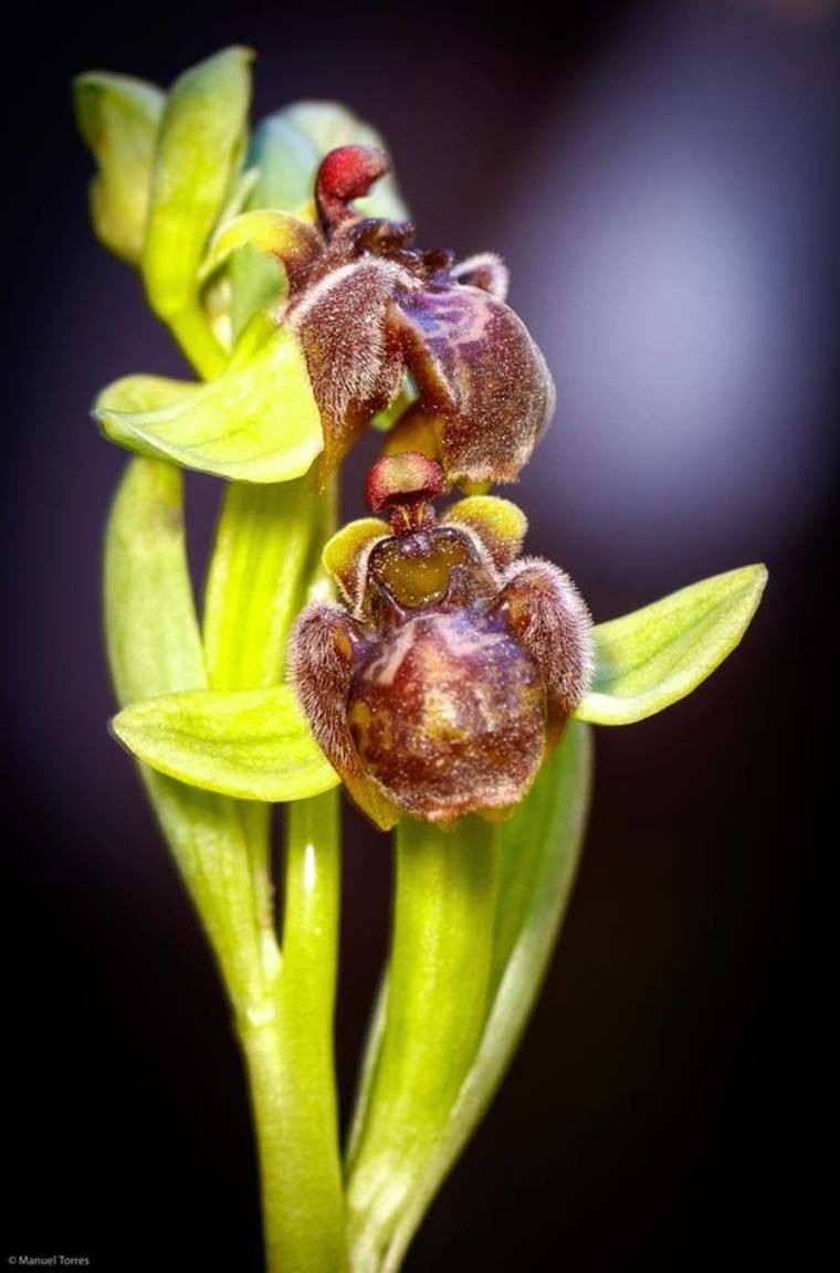 54372138_2313659585364984_4634246772963672064_n