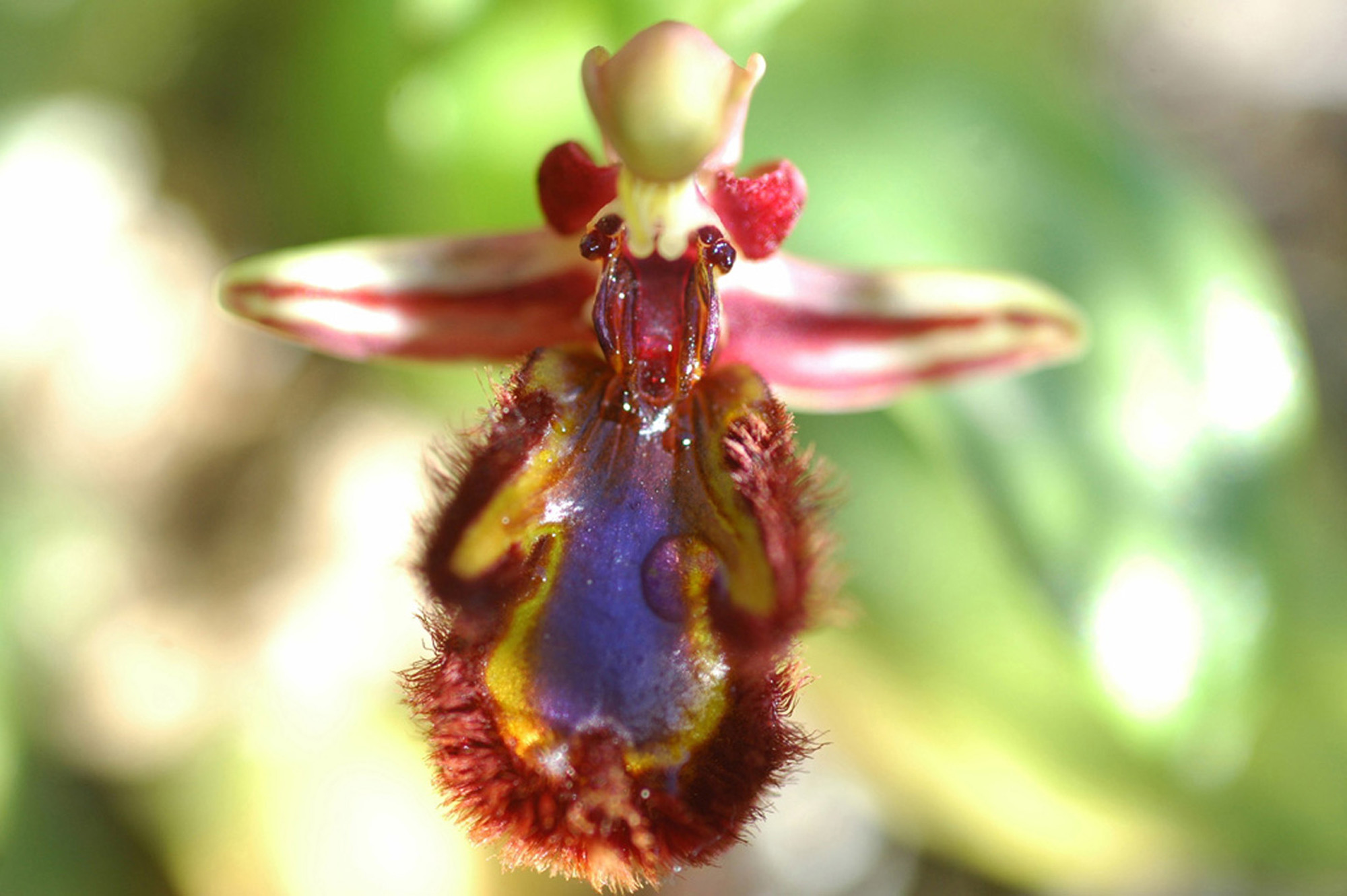 agustin almoril perez - agustinalmoril_concursoabrilorquideas_1