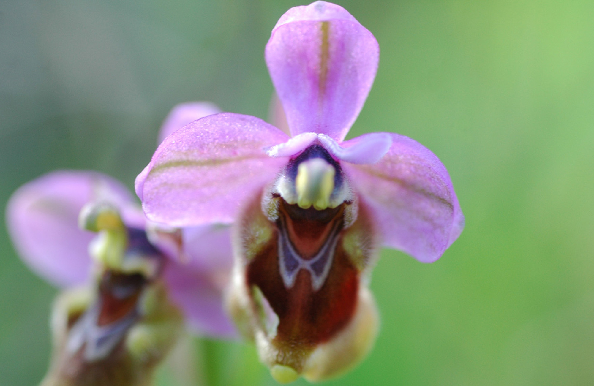 agustin almoril perez - agustinalmoril_concursoabrilorquideas_2