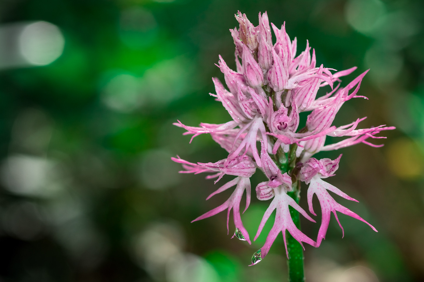 Antonio Gallardo - #ConcursoAbrilOrquideas2