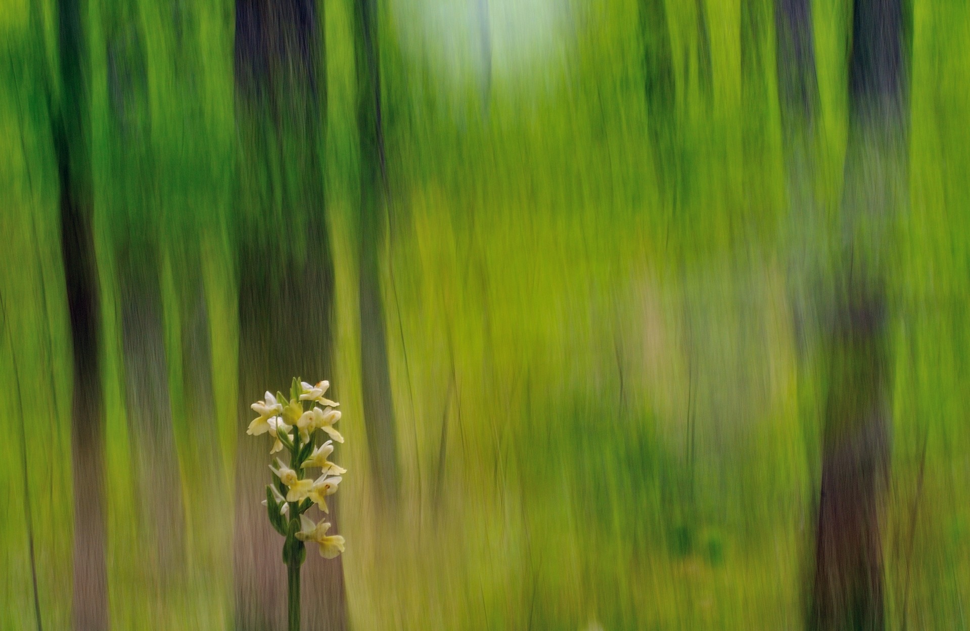 david moya - DavidMoya_ConcursoMarzoOrquideas