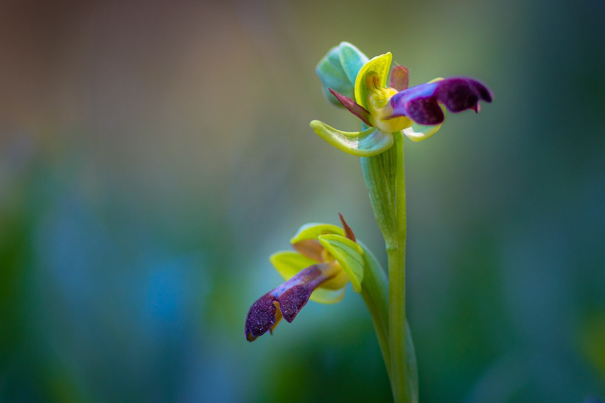 Manuel Ignacio Torres Lima - Orquideas Manuel Torres (2 de 3)