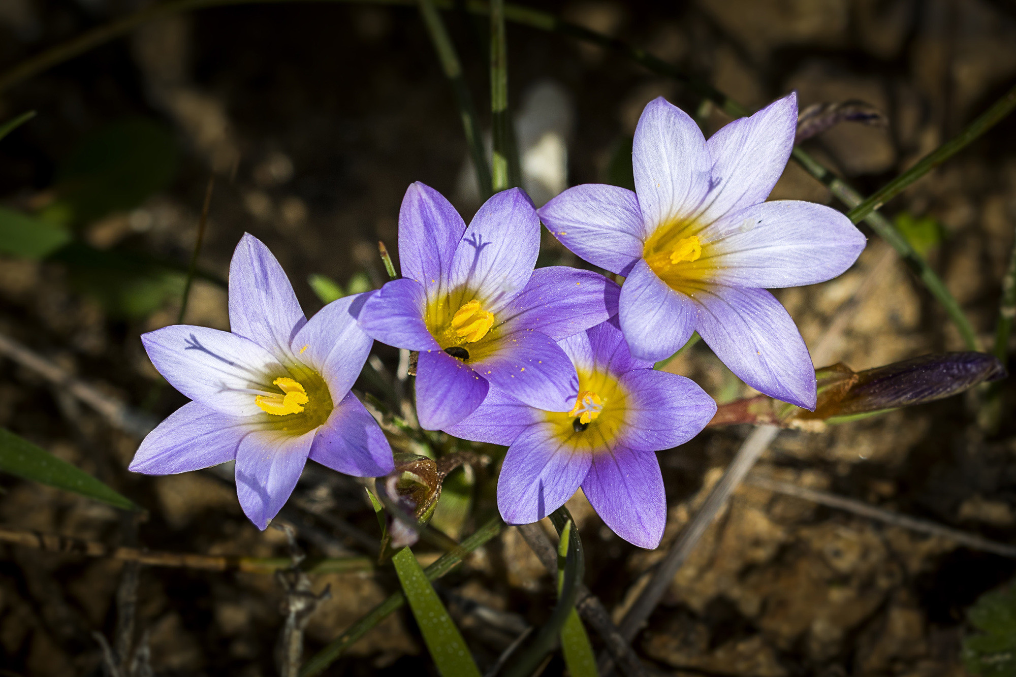 Antonio Benítez Paz - ABenítez_FebreroFlores_Romulea bulbocodium