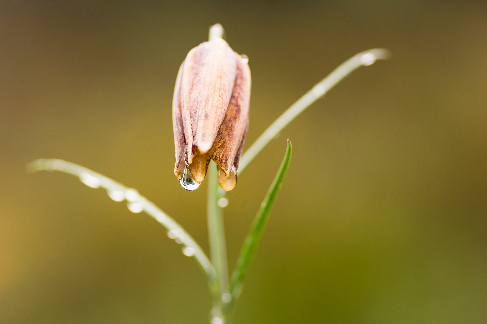 ARTURO  MONTES - Fritillaria stenophylla