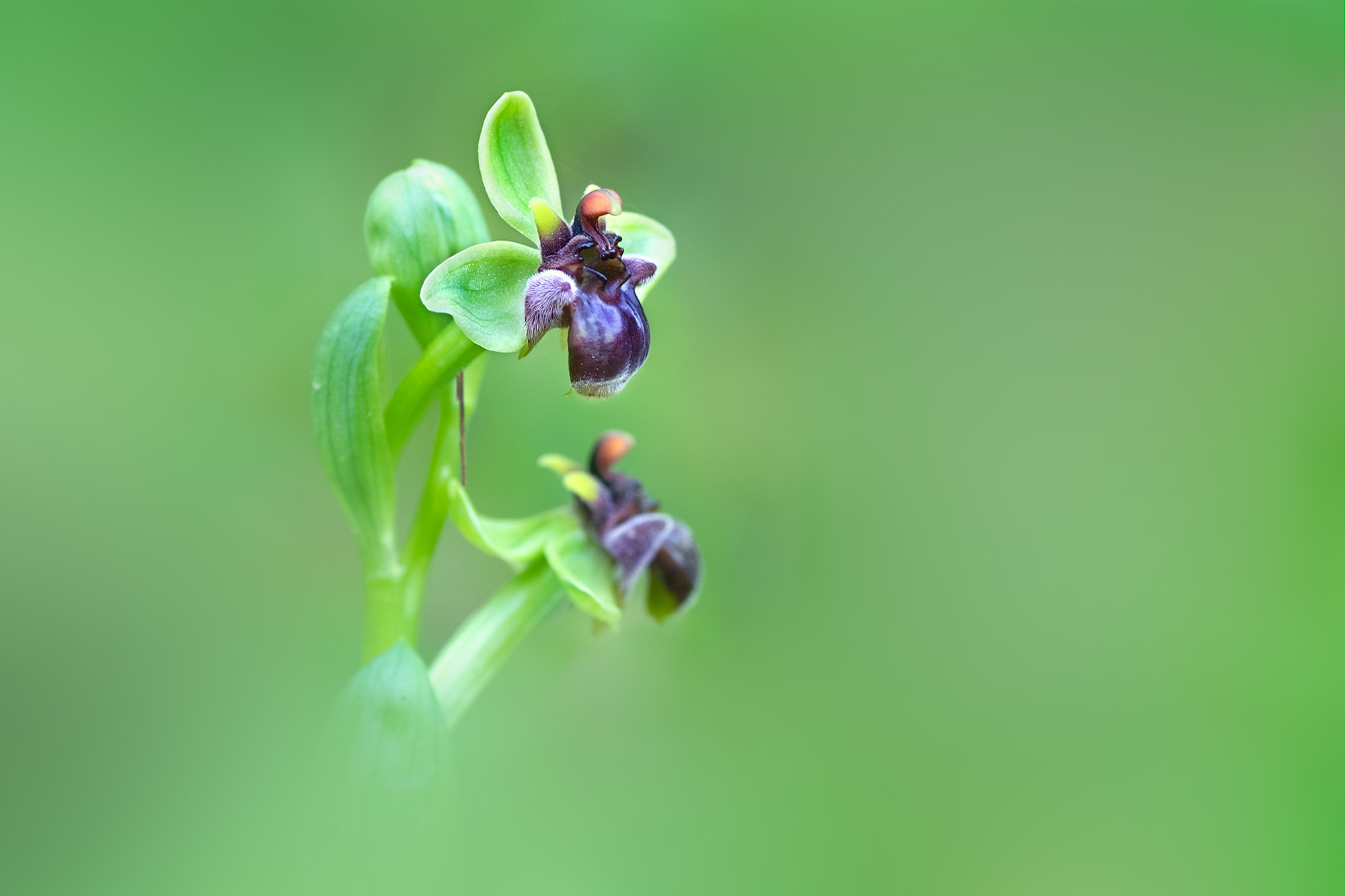 ARTURO  MONTES - Ophrys bombiliflora