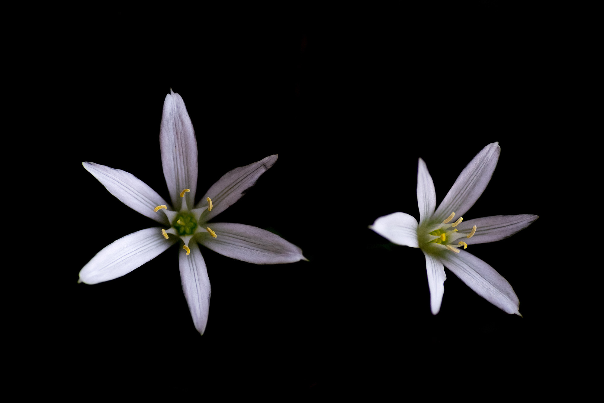 ARTURO  MONTES - ornitogalum