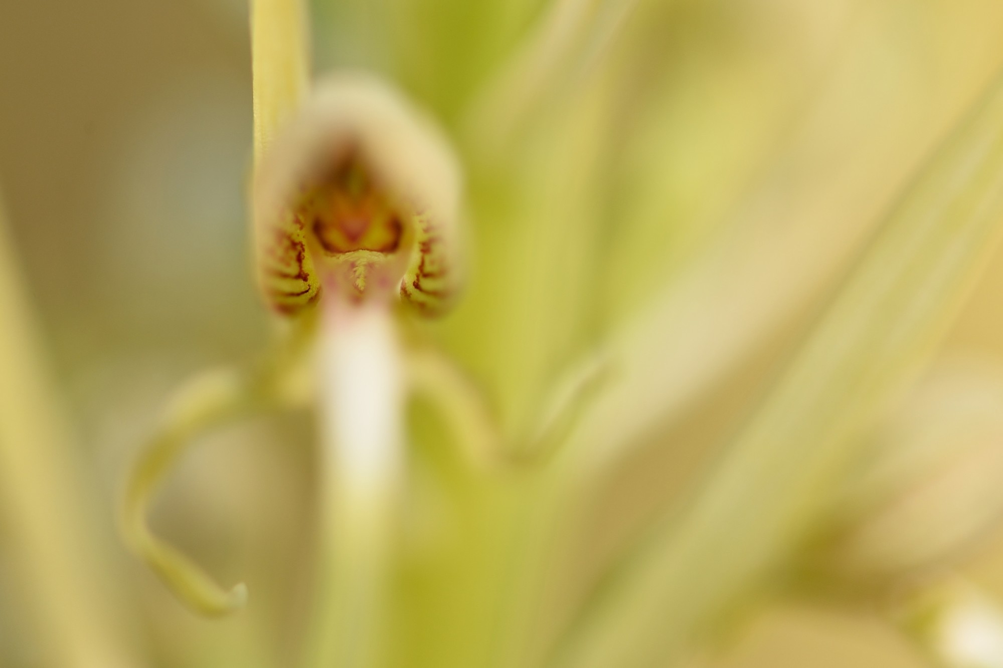 David Moya Nuñez - El Ente