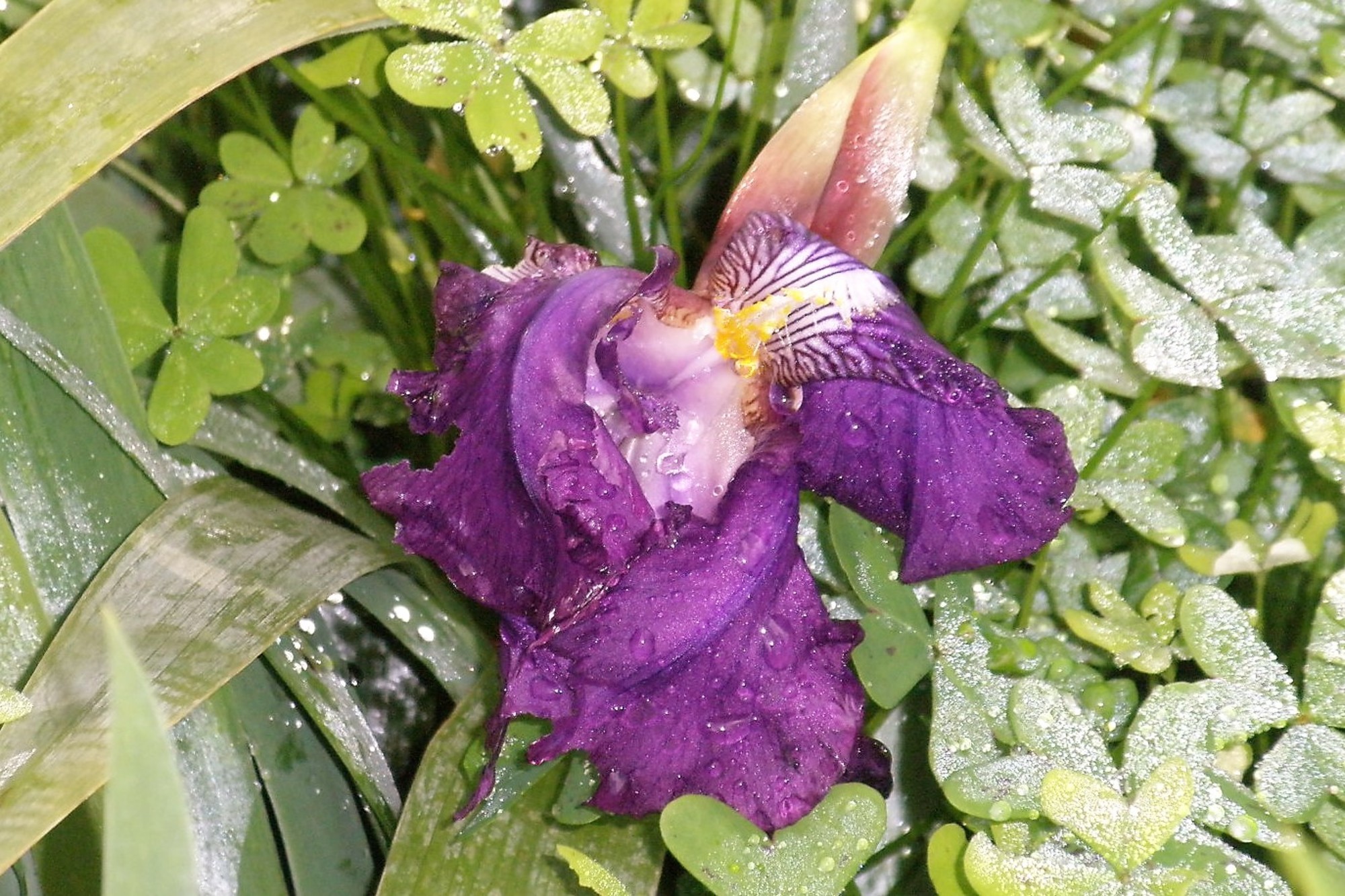 Elena De Valerio - Elenadevalerio_concursofacebook_febrero_flora 1