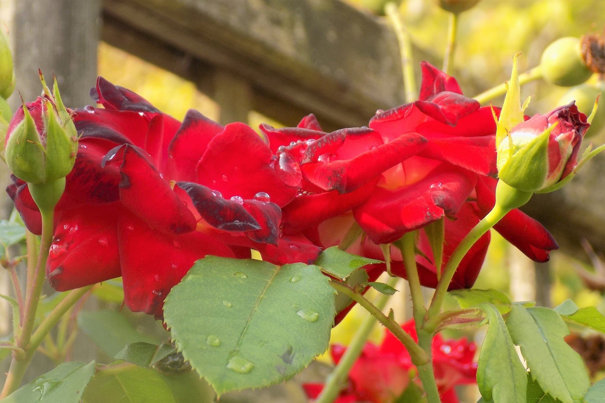 Elena De Valerio - Elenadevalerio_concursofacebook_febrero_flora 3