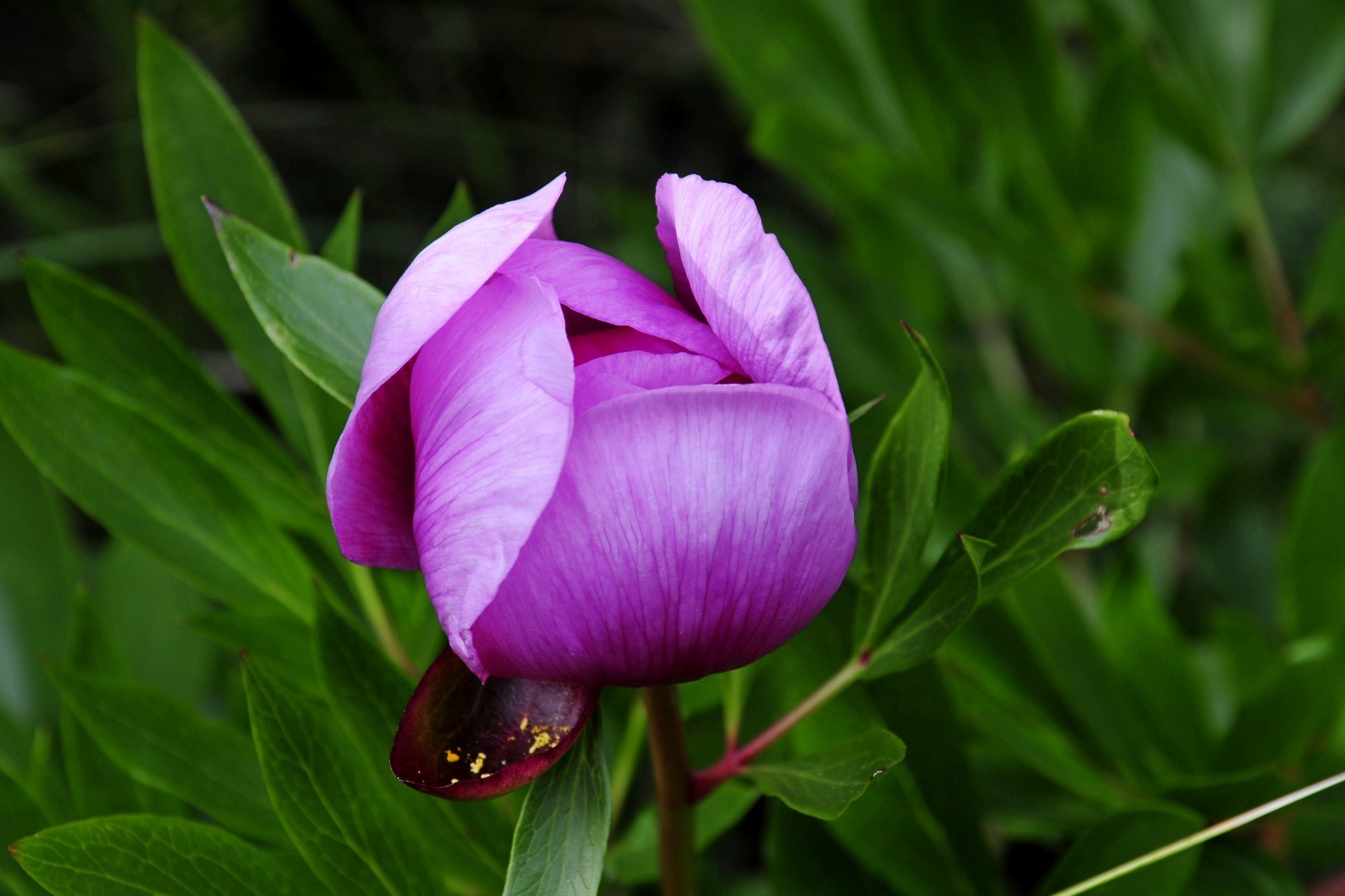 jose  diaz marin - #concursofebreroplantas (1)