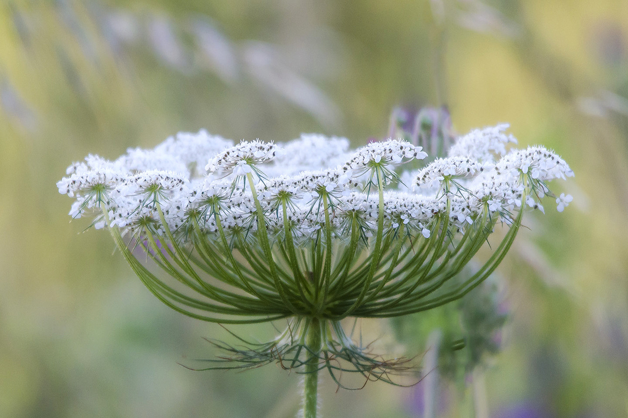 Lolo Suárez - #ConcursoFebrero2