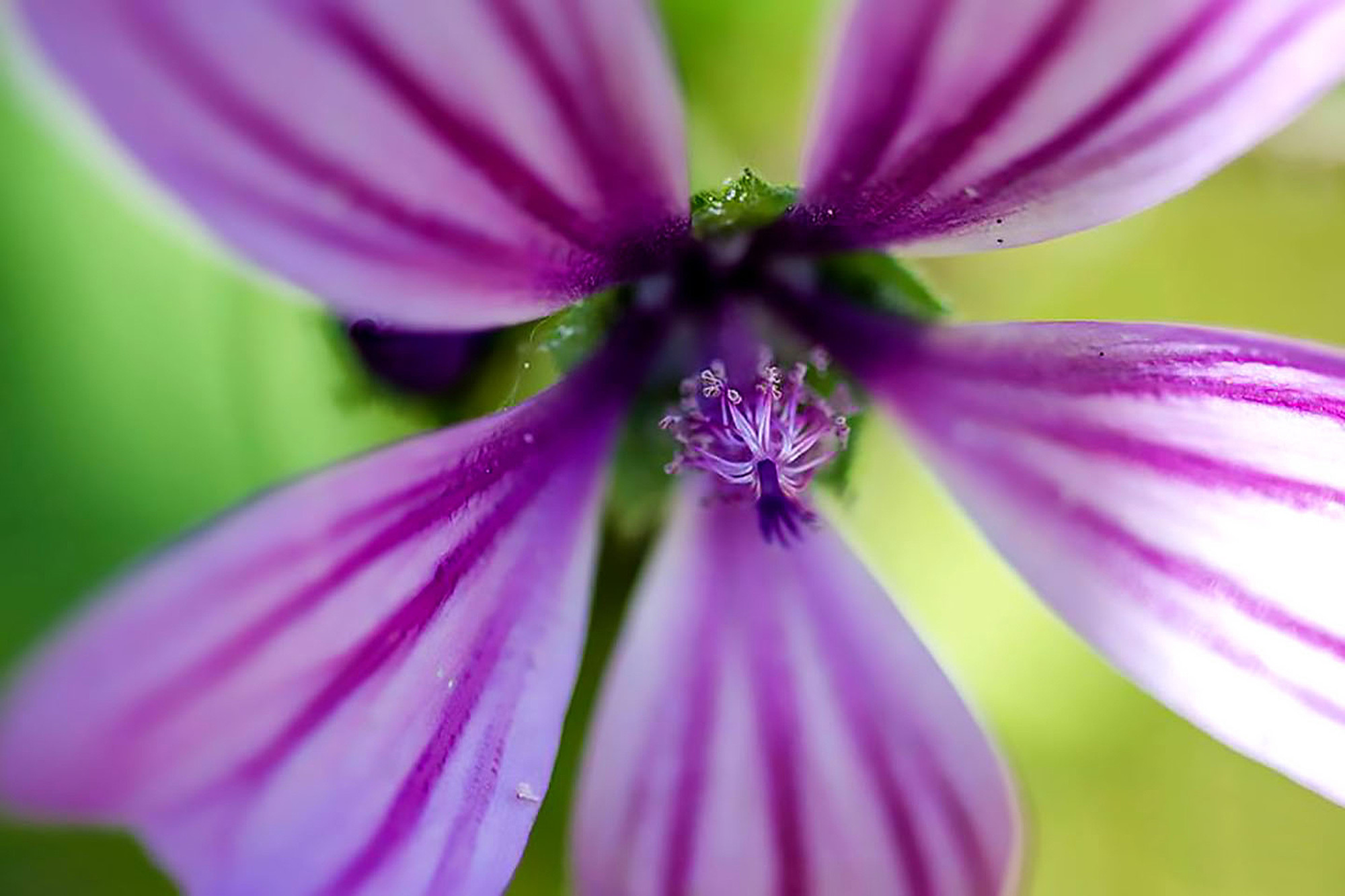 Lolo Suárez - #ConcursoFebrero3