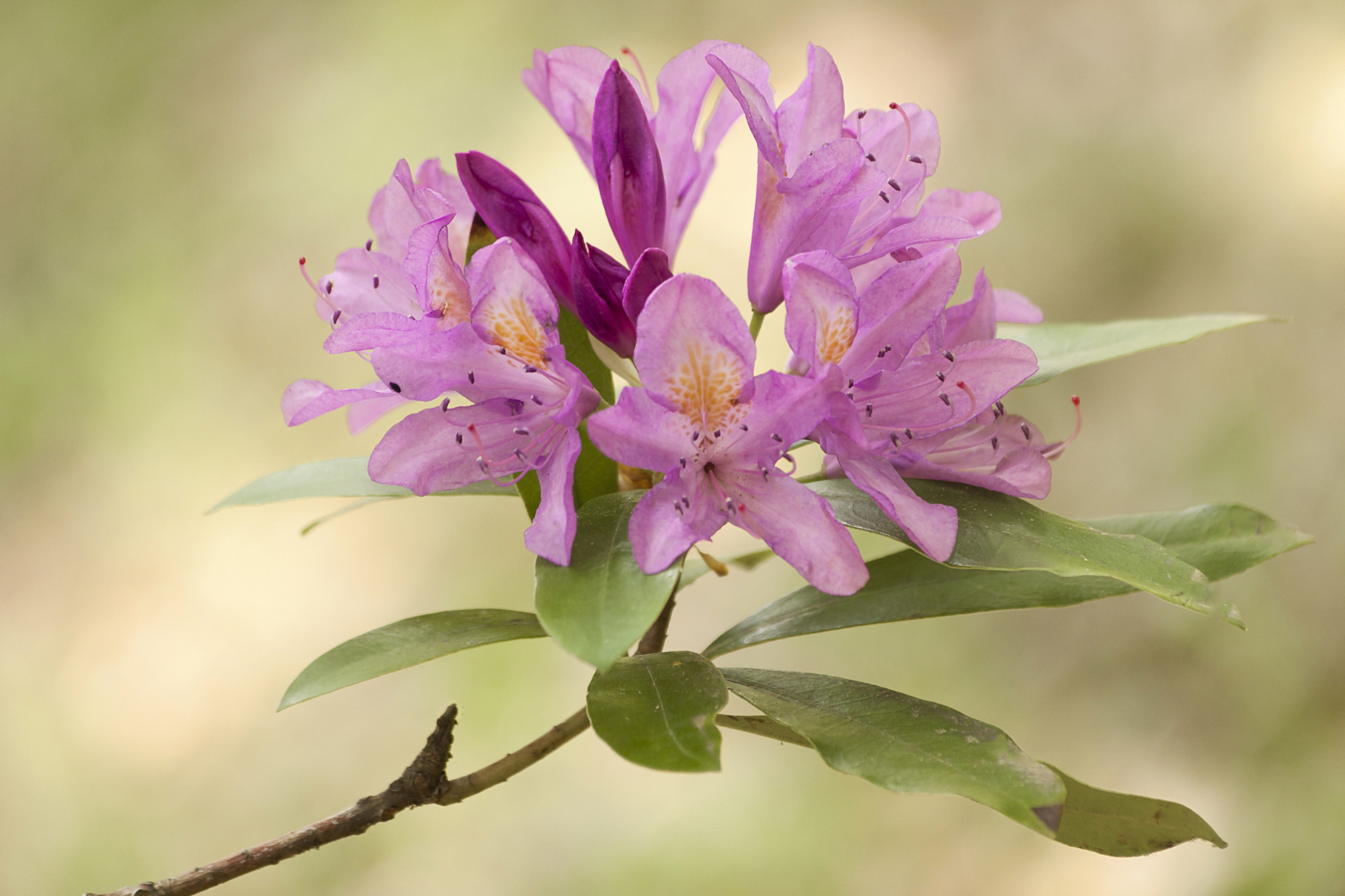Manuel Antonio Aragón Medina - Macro de Plantas y Flora en general   M.A Aragón_Rododendro