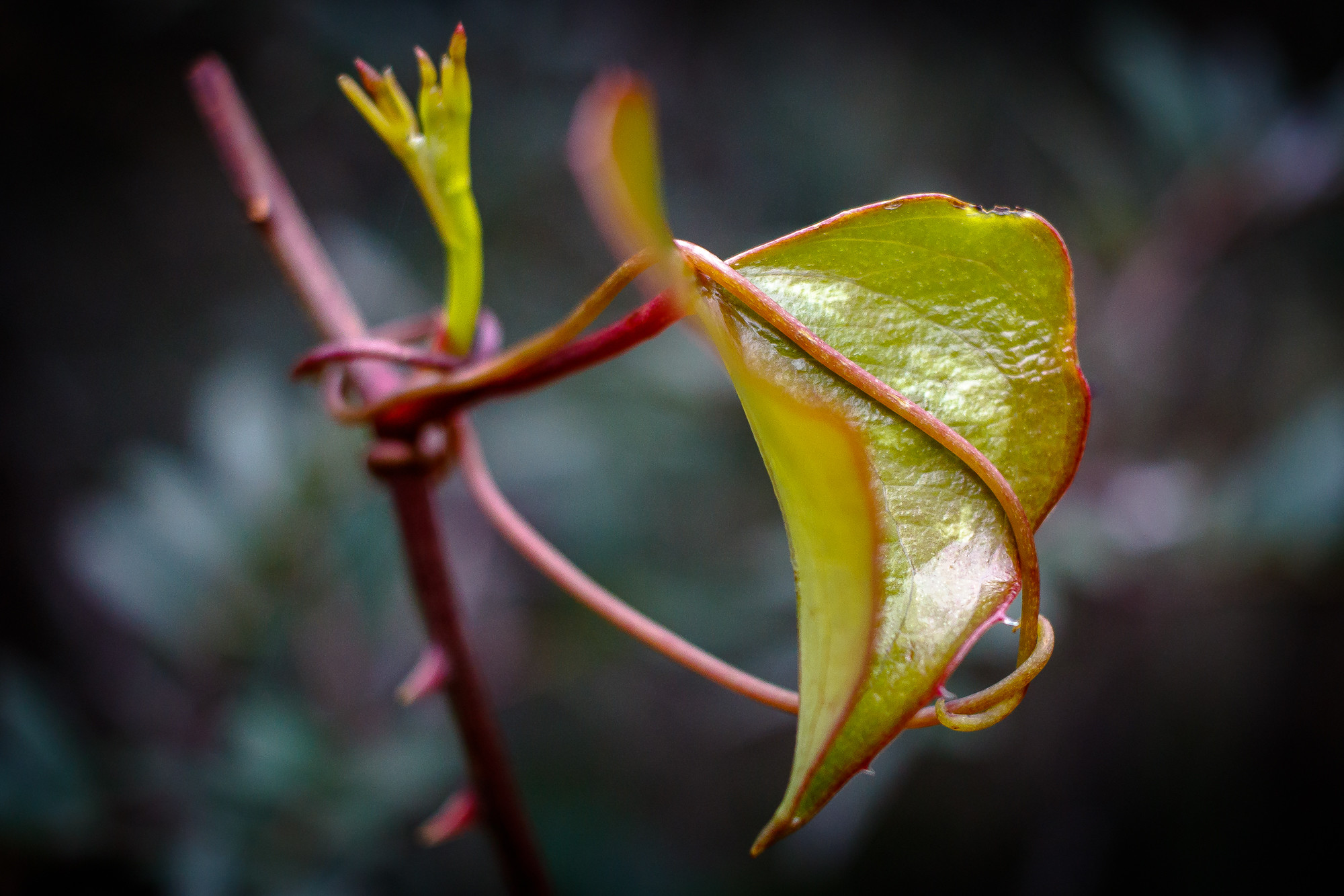 Manuel Ignacio Torres Lima - ConcursoFebreroMacro (2 de 3)