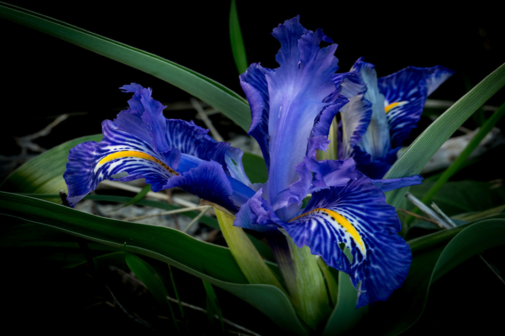 Manuel  Sánchez Dorado - Manuel Sánchez_ concurso 1. Macro_Lirio