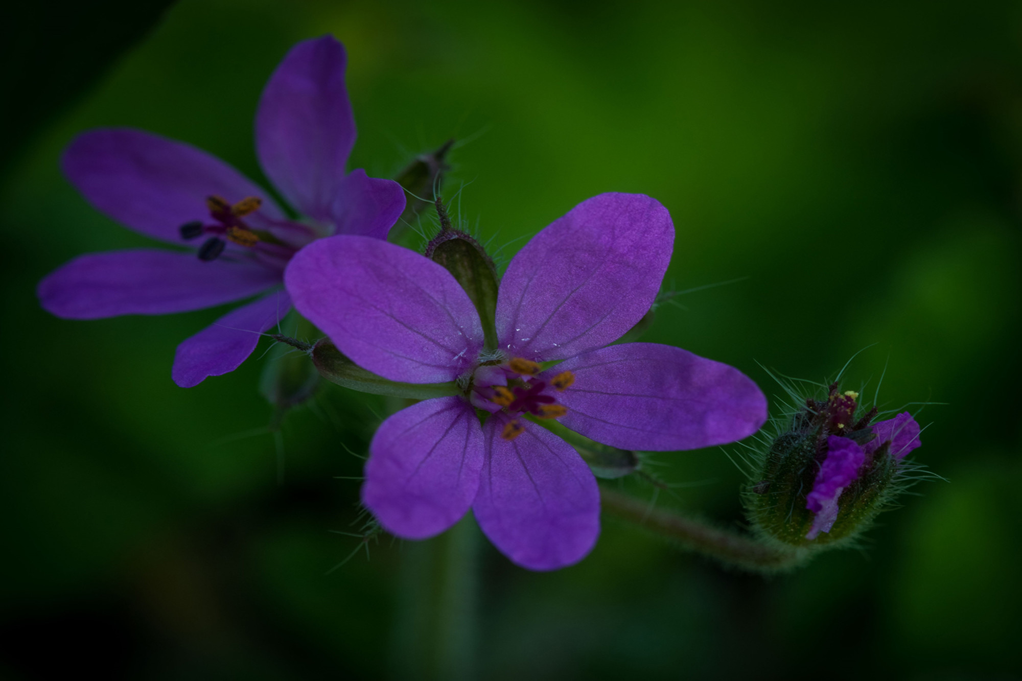 Manuel  Sánchez Dorado - Manuel Sánchez_concurso Macro 3_Flor silvestre