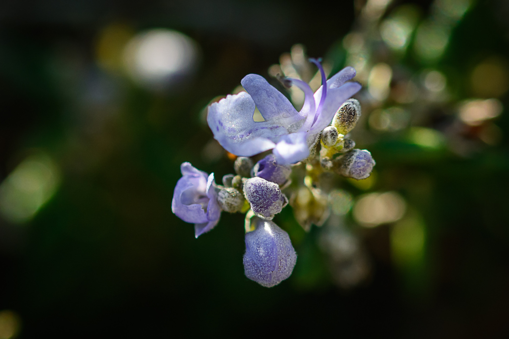 Manuel  Sánchez Dorado - Manuel Sánchez_concursoMacro2_Miniflower