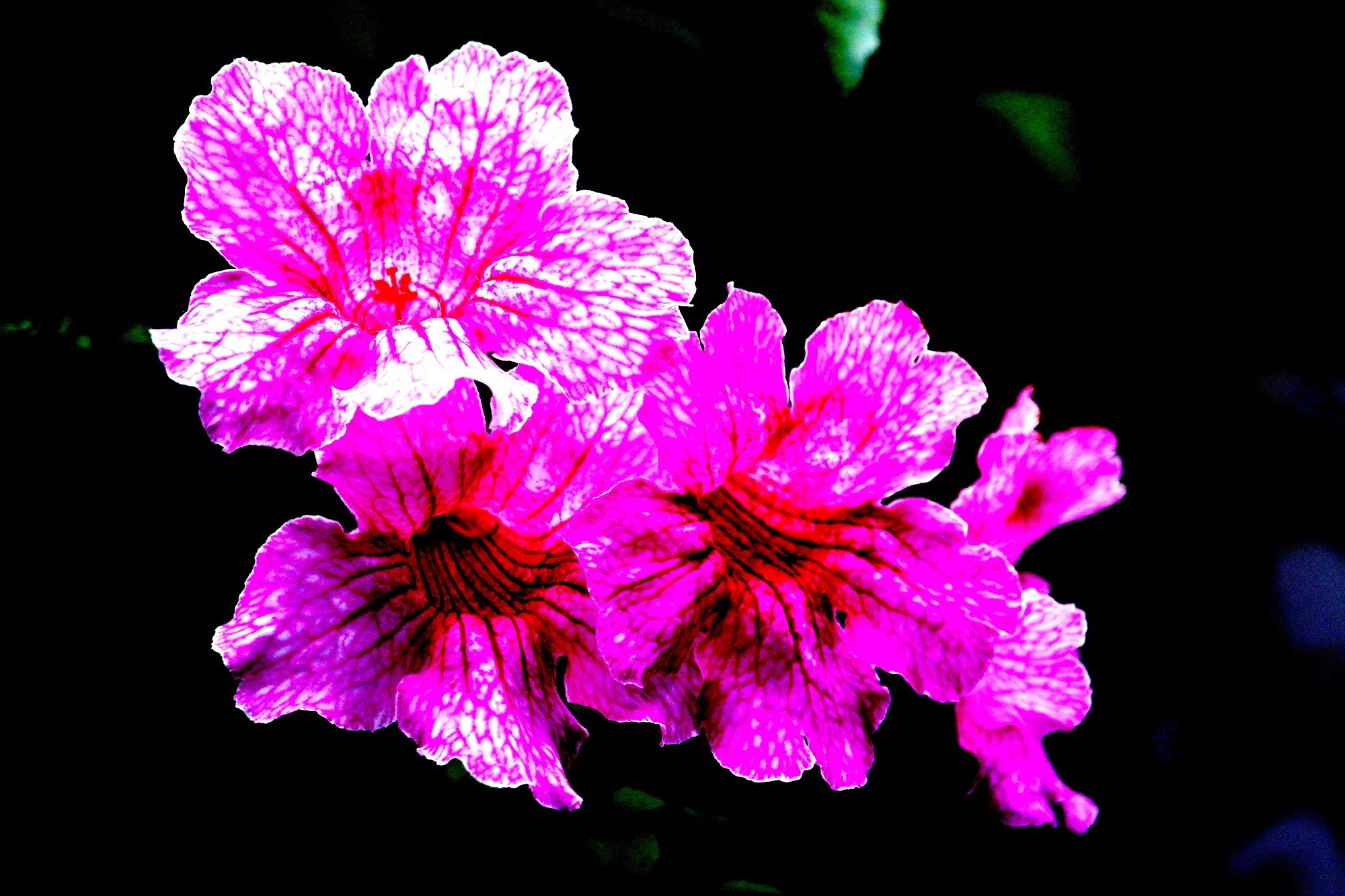 Mariano Maeztu - #Concurso_Febrero_Flora_Mariano_ Maeztu_1