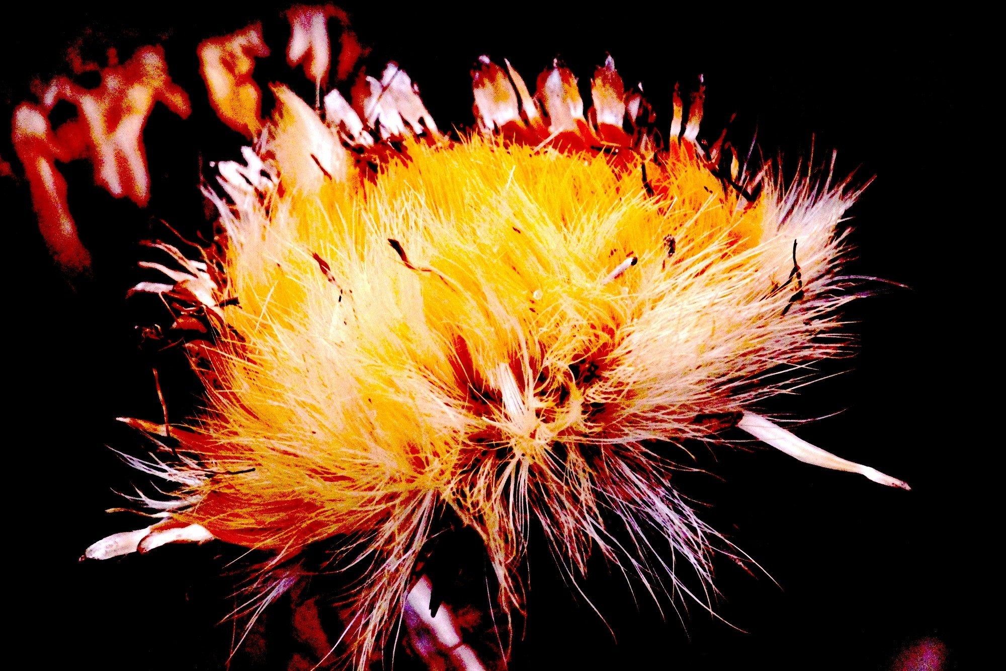 Mariano Maeztu - #Concurso_Febrero_Flora_Mariano_ Maeztu_2