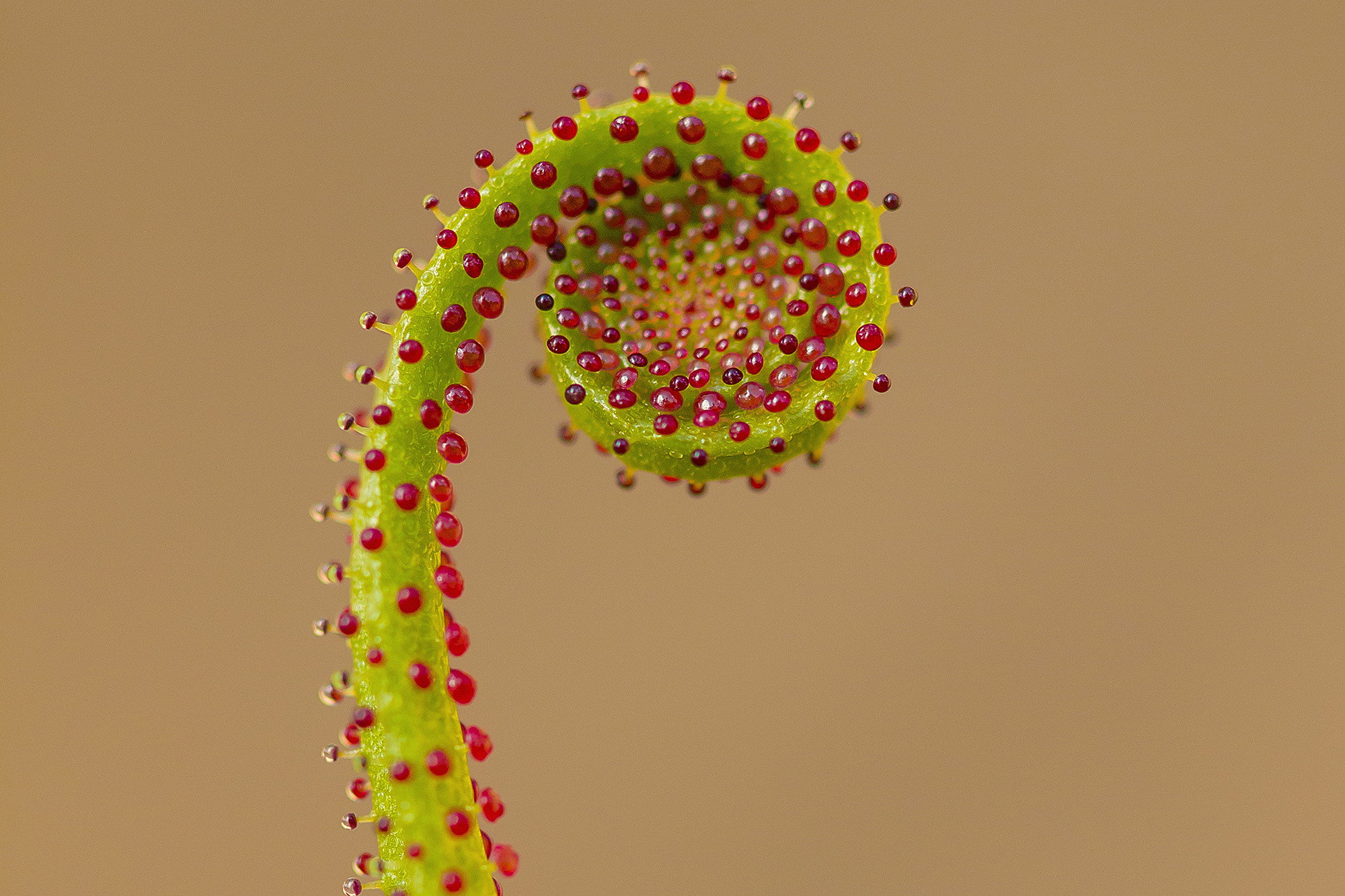 Pablo Barrena - PabloBarrena_ConcursoFebreroFlora3